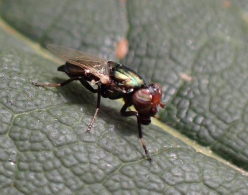 Réf. 308 493 : Physiphora alceae